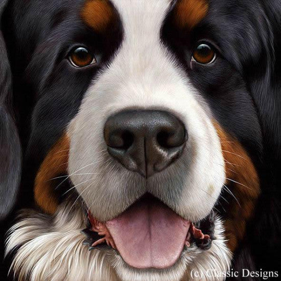 Larger Than Life - Bernese