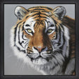 amur tiger framed print by artist martin robson