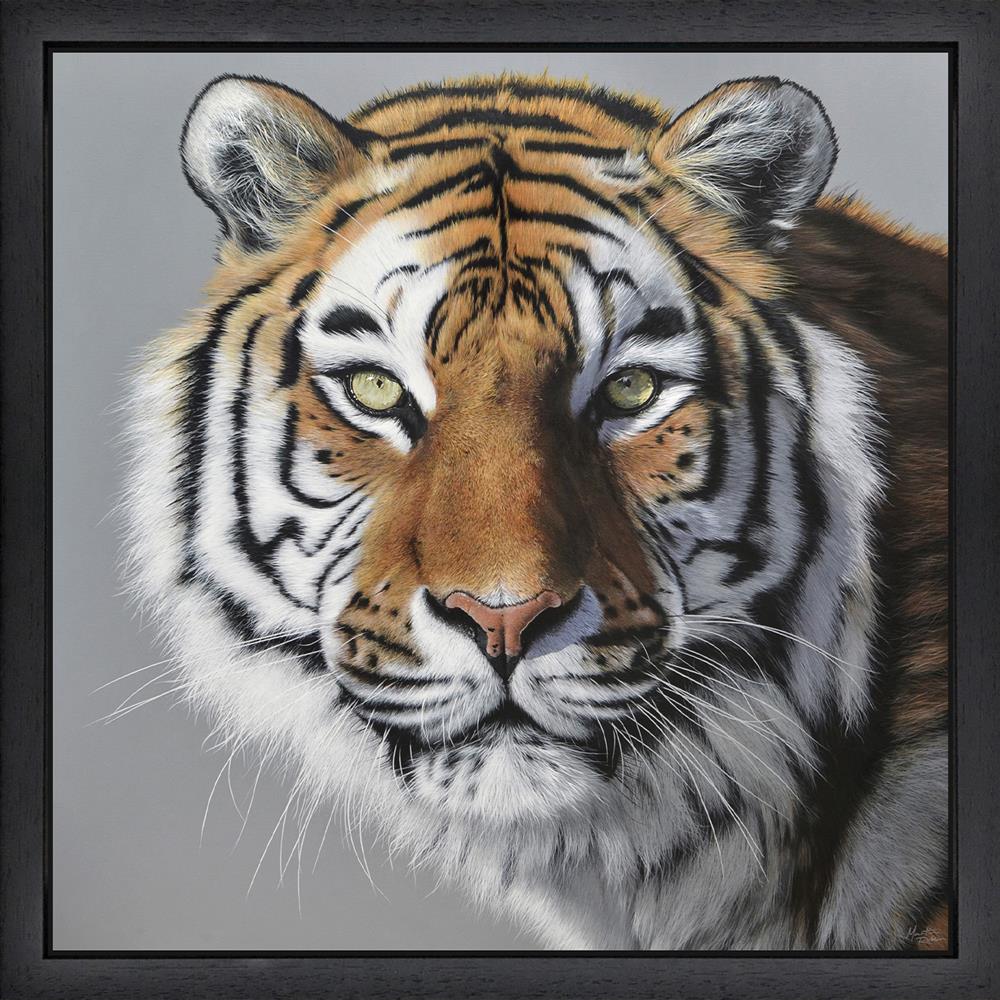amur tiger framed print by artist martin robson