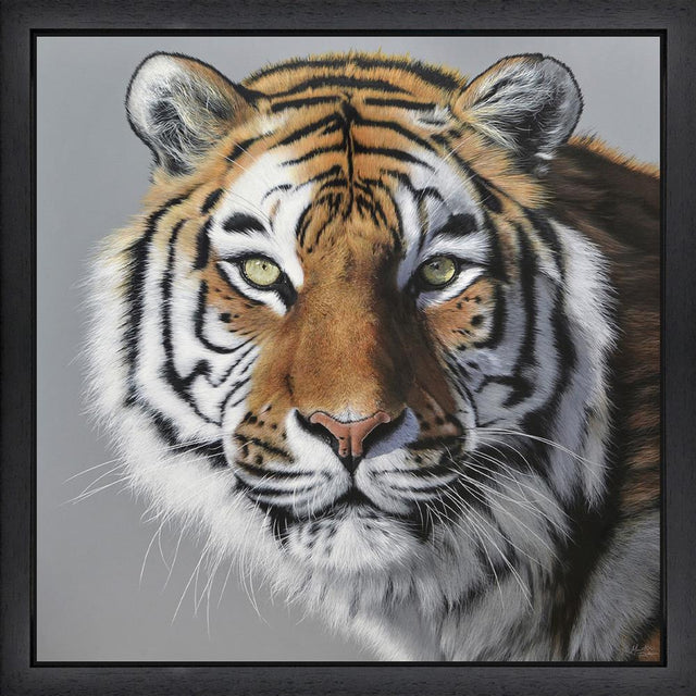 amur tiger framed print by artist martin robson