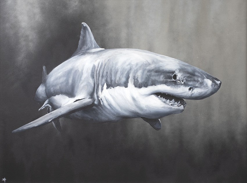 Carcharodan Carcharius