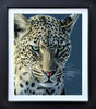 emerald gaze framed print by artist martin robson