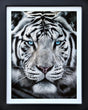 the silent warrior framed print by artist martin robson