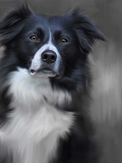 Border Collie (40th Anniversary Image)