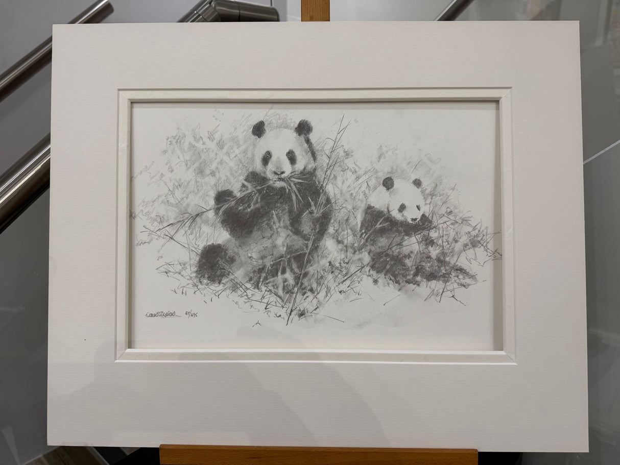 panda pencil sketch mounted print by artist david shepherd