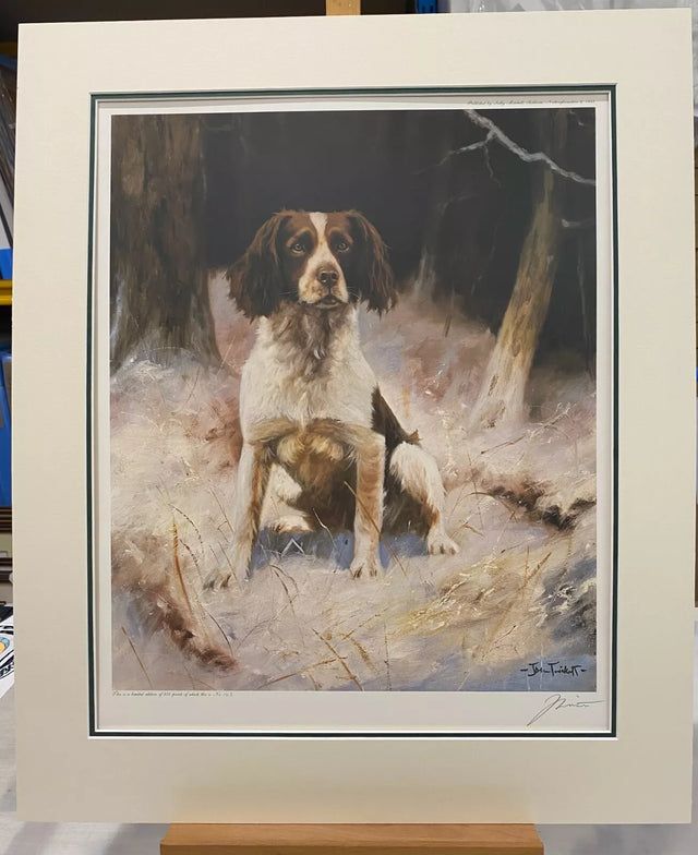 springer spaniel mounted print by artist john trickett