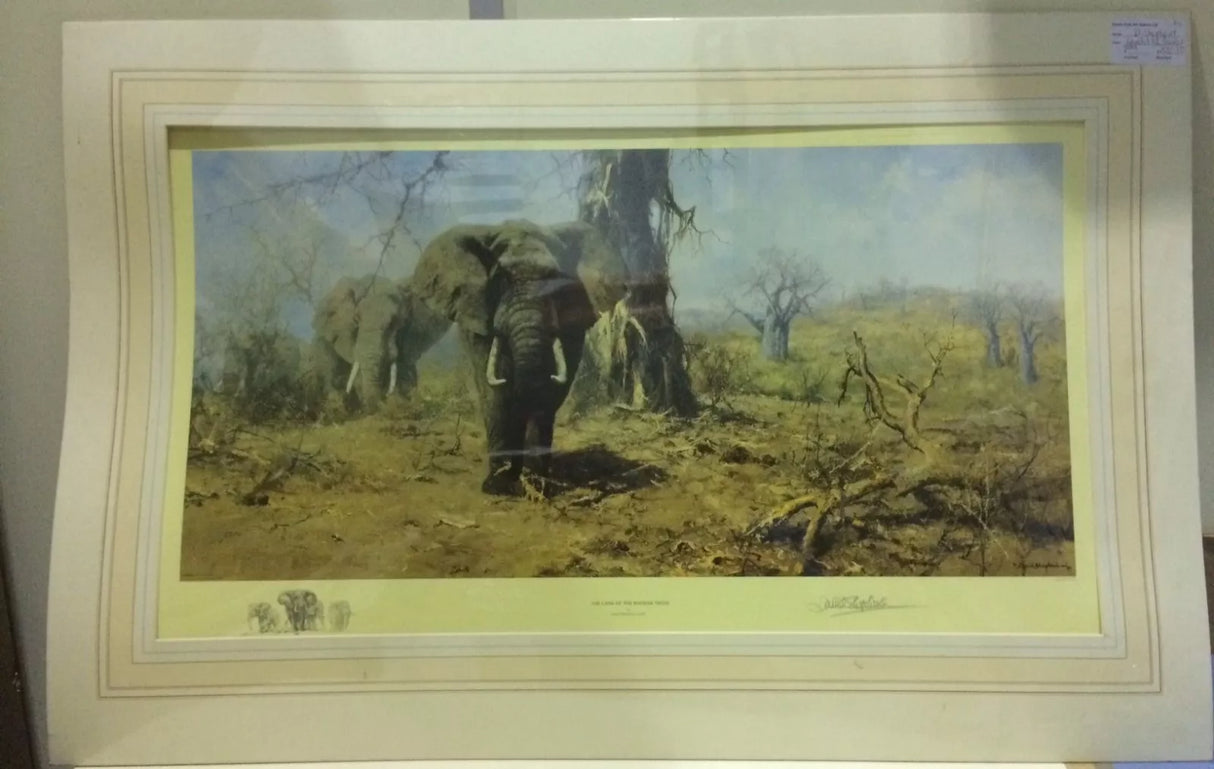 The Land of the Baobab Trees