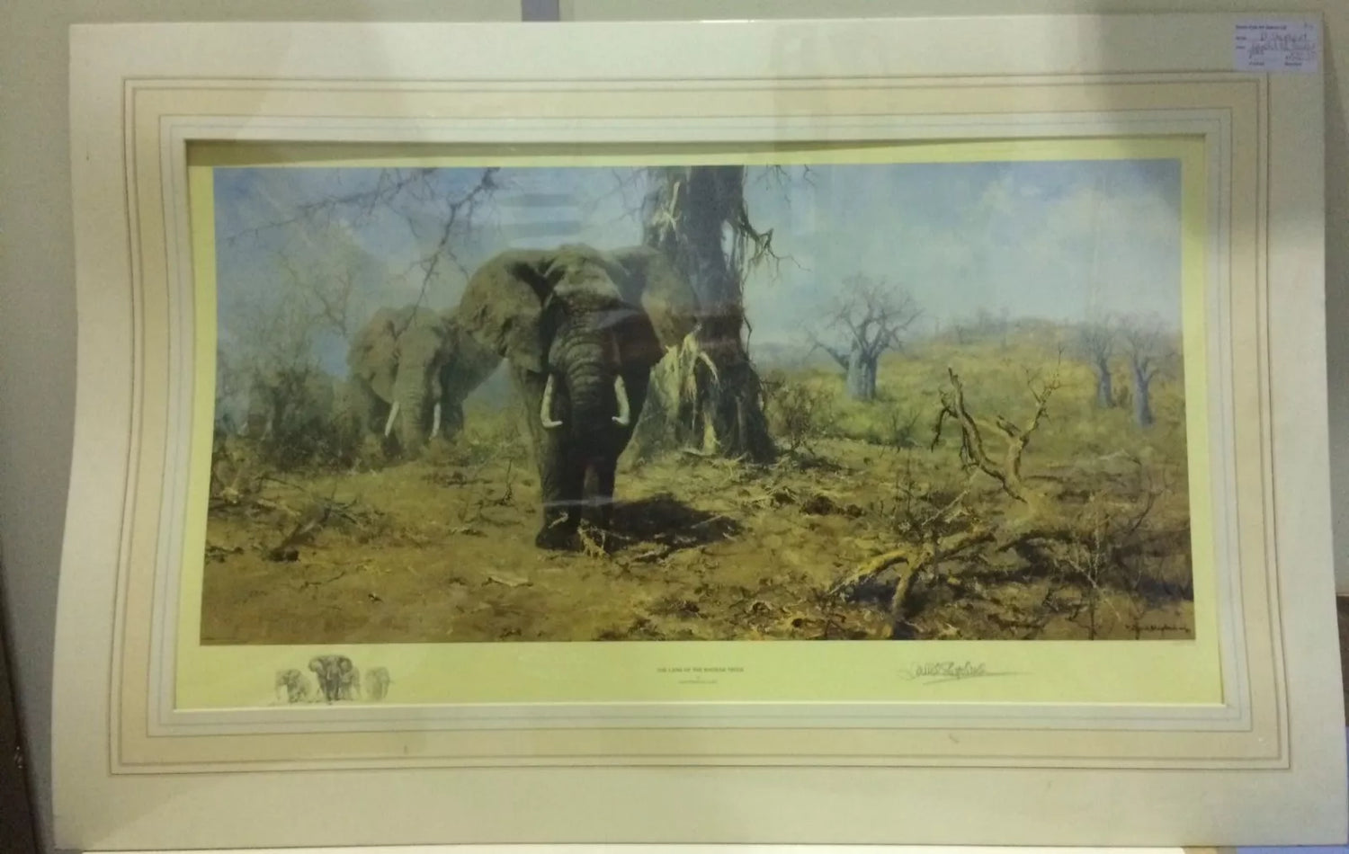 The Land of the Baobab Trees