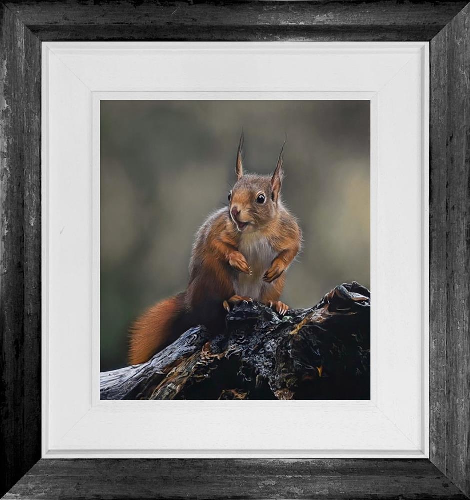inquisitive squirrel framed original by artist clare parkes