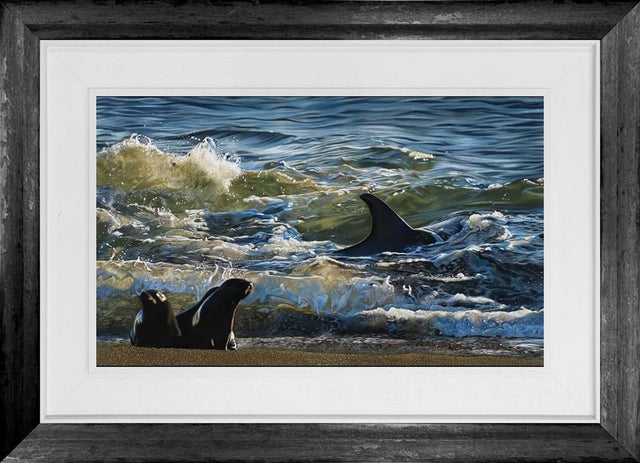 sunlit orca framed original by artist clare parkes