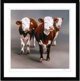Cow Girls
