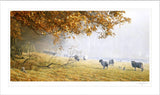 Morning in Autumn