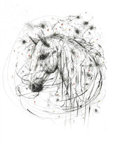 cosmos mounted print by artist scott tetlow