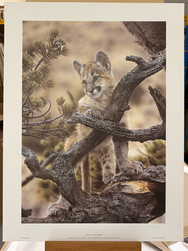 curiosity artist proof print by artist steven townsend