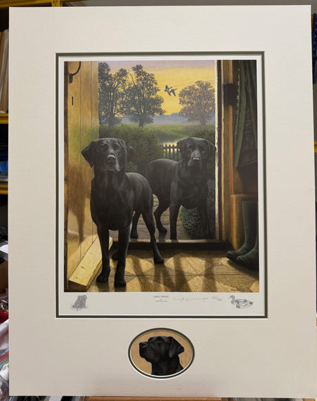 ealry risers print with original head study of black labrador looking to the left mounted by artist nigel hemming