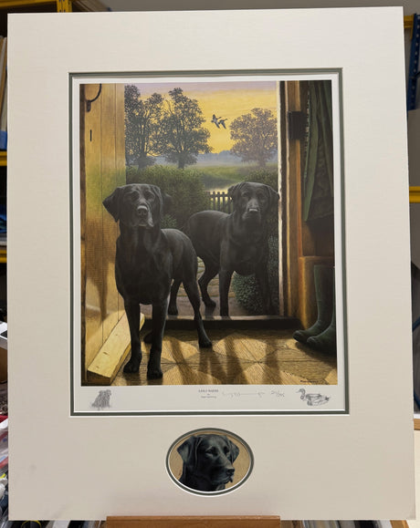 early risers print with original head study of black labrador looking to the right mounted by artist nigel hemming