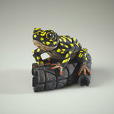 African Tree Frog Yellow Spot