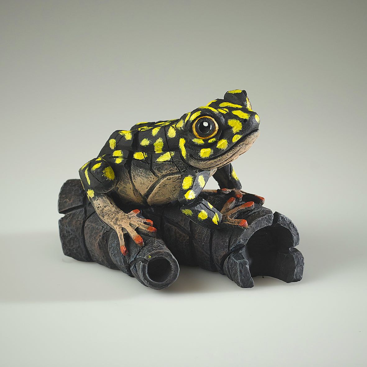 African Tree Frog Yellow Spot