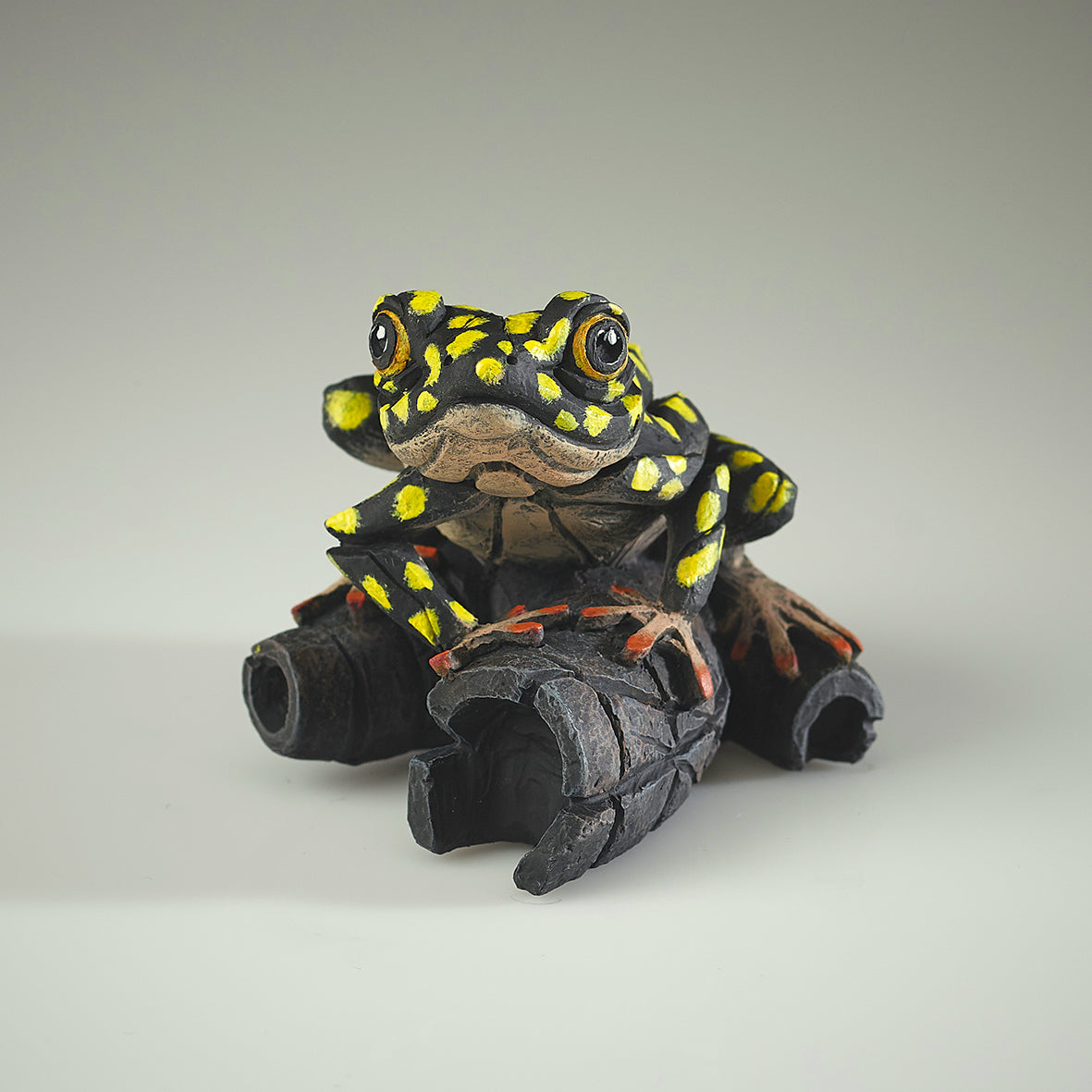 African Tree Frog Yellow Spot