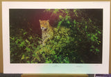 jaguar april 1999 print by artist david shepherd
