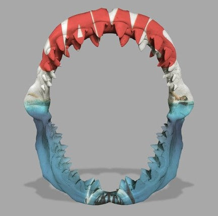 Jaws (Large)