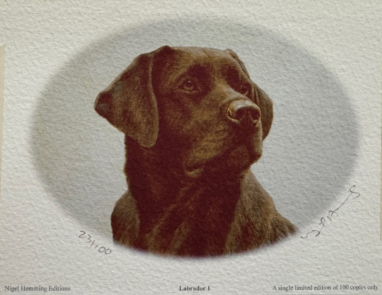 labrador head study limited edition print by artist nigel hemming