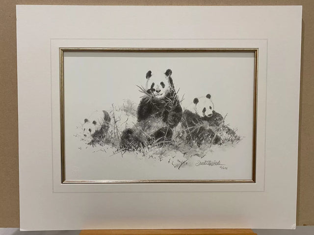 panda pencil mounted print by artist david shepherd