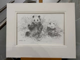 panda pencil sketch mounted print by artist david shepherd