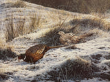 pheasants first fall print only by artist steven townsend