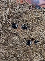 ready or not original detail 2 by artist caroline shotton