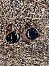 ready or note original detail 3 by artist caroline shotton