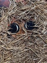 ready or not original detail 4 by artist caroline shotton