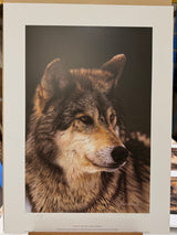 study of a grey wolf artist proof print by artist steven townsend