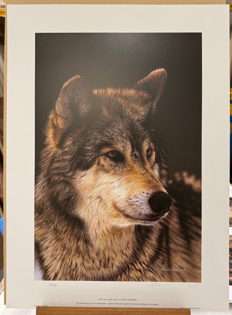 study of a grey wolf print by artist steven townsend