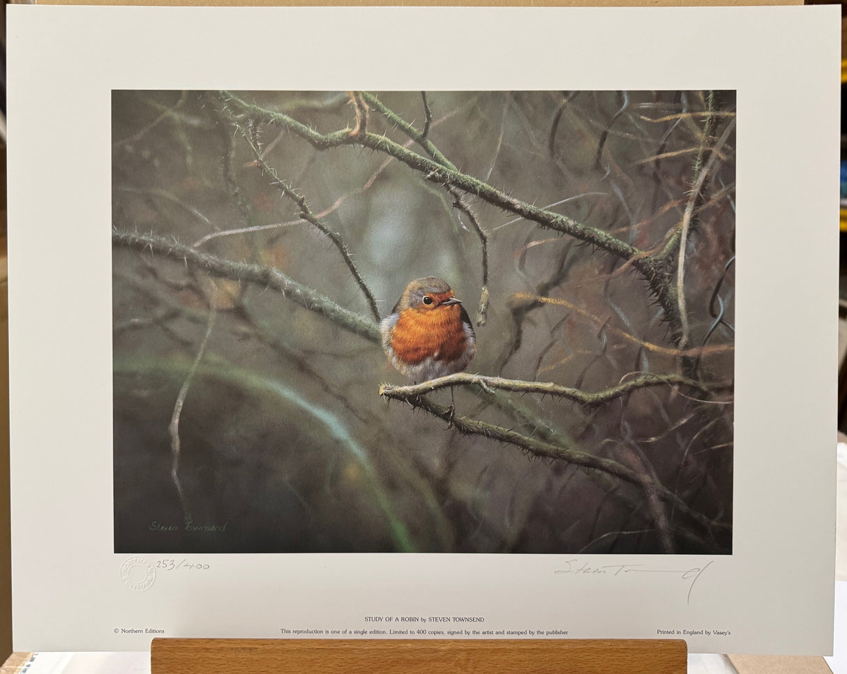 study of a robin print by artist steven townsend