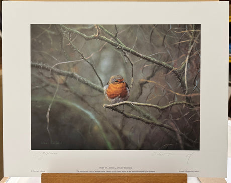 study of a robin print by artist steven townsend