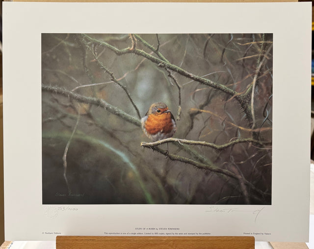study of a robin print by artist steven townsend
