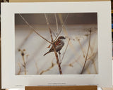 study of a sparrowartist proof print by artist steven townsend