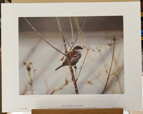 study of a sparrowartist proof print by artist steven townsend