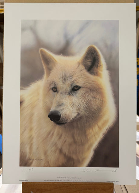 study of a white wolf artist proof print by artist steven townsend