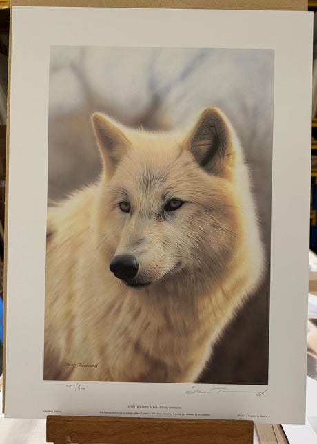 study of a white wolf print by artist steven townsend