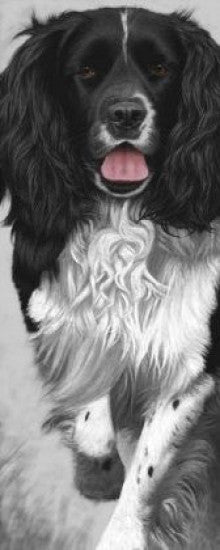 Walk Tall - Springer Spaniel