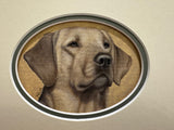 yellow cab original head study of labrador mounted by artist nigel hemming