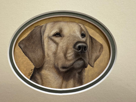 yellow cab original head study of labrador mounted by artist nigel hemming