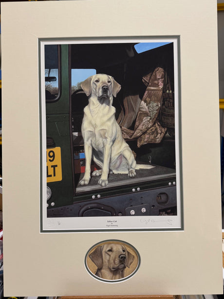 yellow cab limited edition print with original head study of a labrador looking to the right mounted by artist nigel hemming