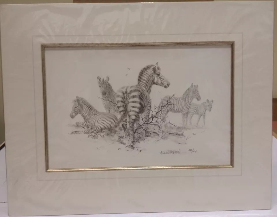 zebra pencil mounted print by artist david shepherd