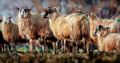 Picture of Evening Flock