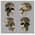 Picture of Tattooed Skulls - Large