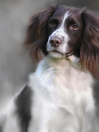 Picture of Springer Spaniel (40th Anniversary Image)