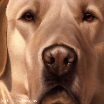 Picture of Larger Than Life - Yellow Labrador